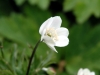 Show product details for Anemone rivularis